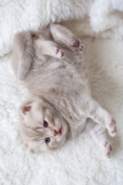 Petit chaton à oreilles nouées clair aux yeux bleus sur un tapis de fourrure
 - Photo, image