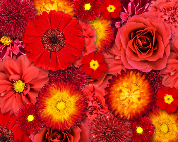 φόντο κόκκινο λουλούδι - Φωτογραφία, εικόνα