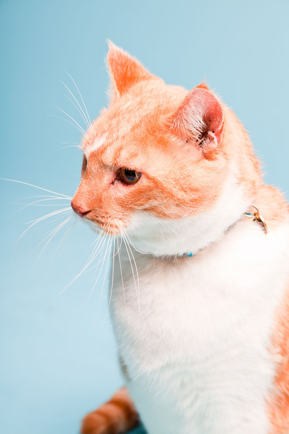 Studio ritratto di gatto domestico bianco e rosso isolato su sfondo azzurro
 - Foto, immagini
