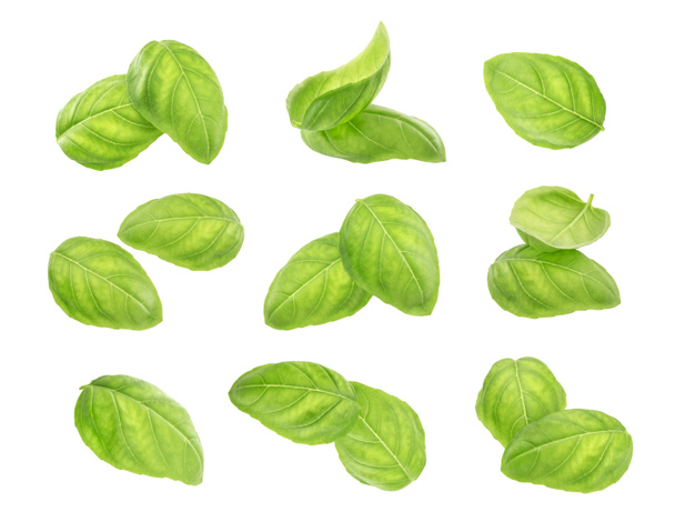 Basil leaves spice closeup isolated on white background. - Photo, Image