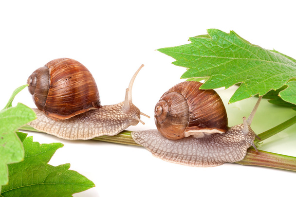 two snails crawling on the vine with leaf white background - Photo, Image