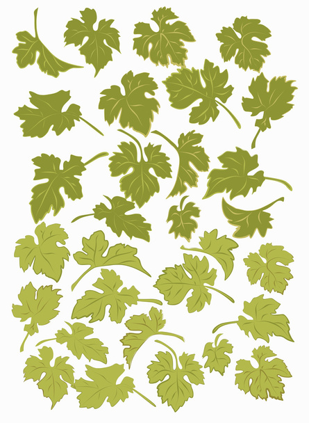 Set the grape leaves. - Vector, Image