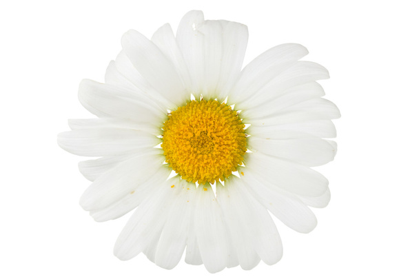 Chamomile flower isolated on white - Foto, afbeelding