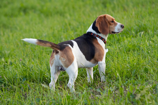 A Hound dog angol Beagle-réten - Fotó, kép