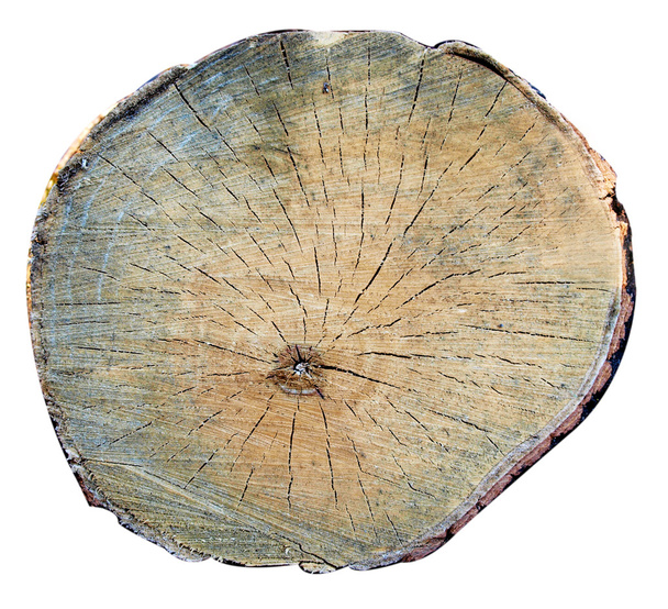Пень дерева
 - Фото, изображение