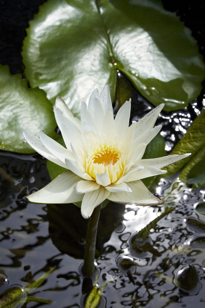 όμορφο λευκό lotus - Φωτογραφία, εικόνα