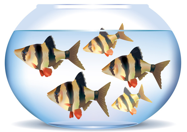 аквариум с рыбой - Вектор,изображение