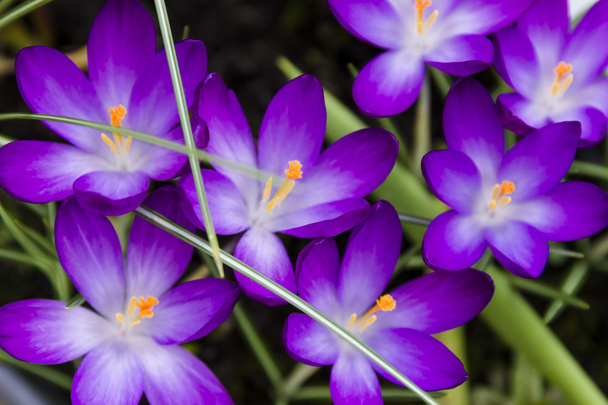 Flores de primavera de Crocus abertas
 - Foto, Imagem