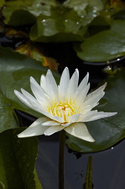 Hermoso loto blanco
 - Foto, imagen