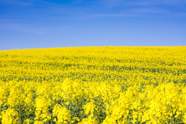 Campo de violación amarillo y cielo azul
 - Foto, Imagen