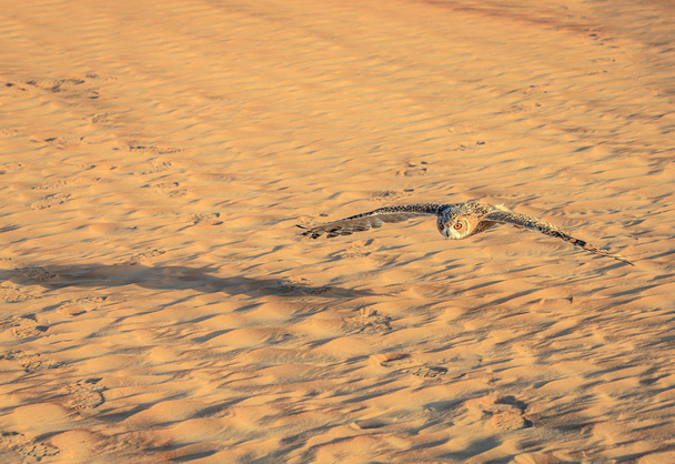 Desert Eagle Owl - Fotografie, Obrázek