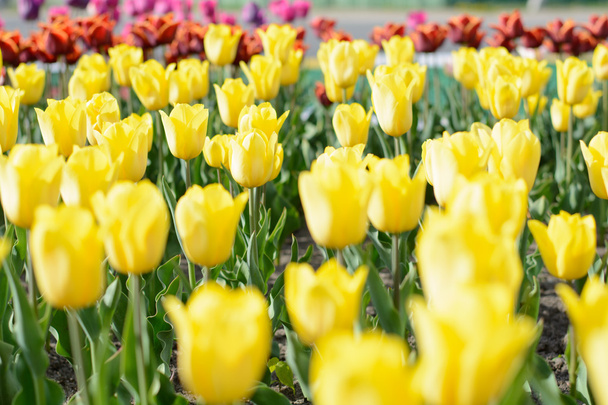 Tulip. Beautiful bouquet of tulips. colorful tulips. tulips in spring,colourful tulip - Valokuva, kuva