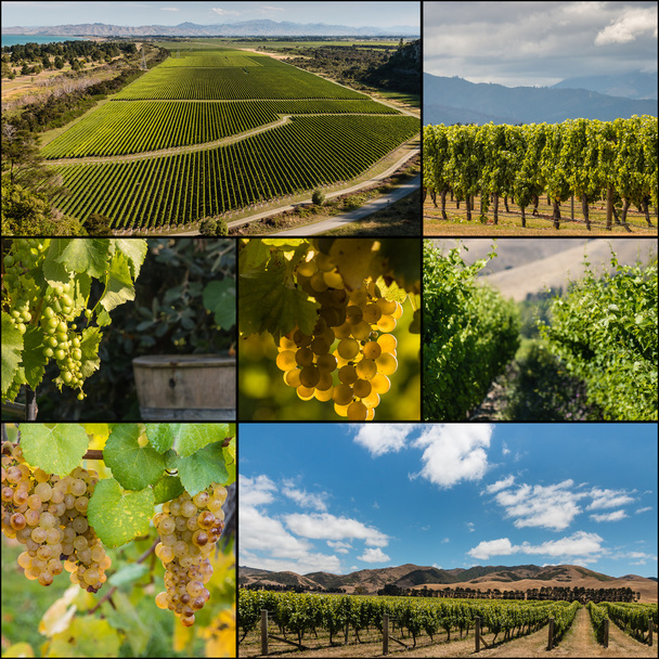 Nový Zéland vinice koláž - Fotografie, Obrázek