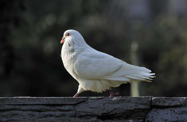 a white dove - Valokuva, kuva