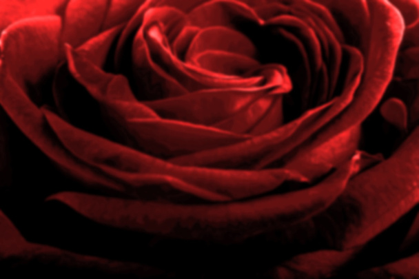 punaiset ruusun terälehdet taustana - Valokuva, kuva