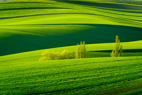 南モラヴィア州の緑の波状丘陵 - 写真・画像