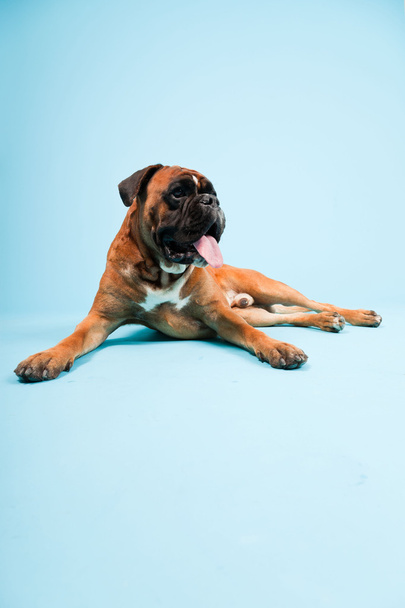 Retrato de estudio de hermoso perro boxeador aislado sobre fondo azul claro
 - Foto, imagen
