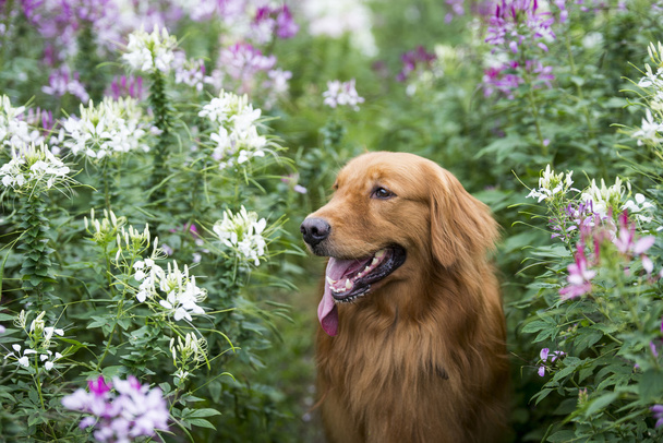 The cute golden retriever in the flowers - Photo, Image