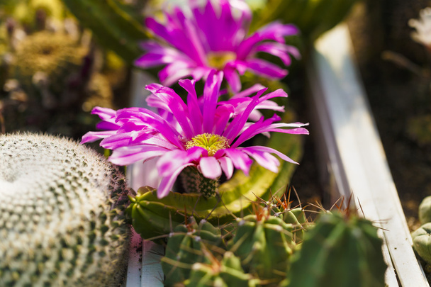 kaktusy kvetou v obraze skleníku s selektivní zaměření - Fotografie, Obrázek