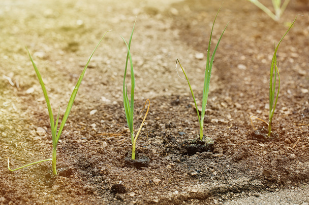 Newly planted leek seedlings in freshly ploughed garden - Фото, зображення