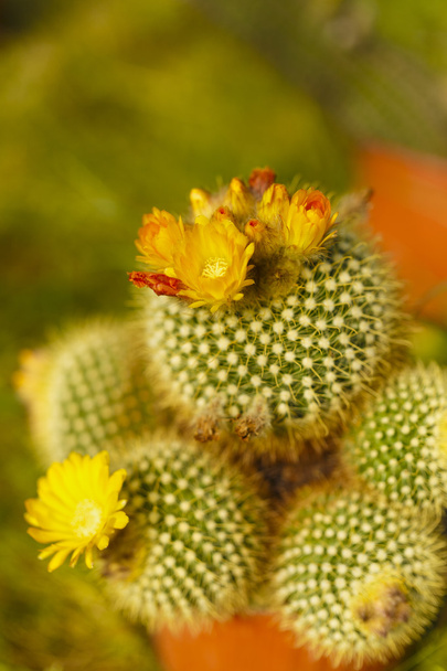 seçici odak sera görüntüsüyle kaktüsler çiçek - Fotoğraf, Görsel