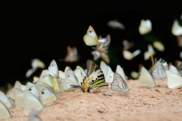 Diversidad de especies de mariposas, Comer mariposas Lame sal en gr
 - Foto, imagen