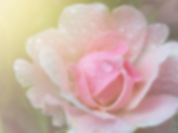 floração de rosa rosa
  - Foto, Imagem