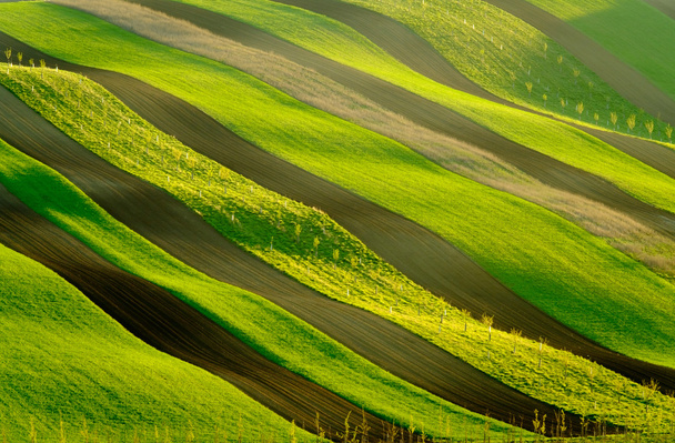 Groene golvende heuvels in Zuid-Moravië - Foto, afbeelding