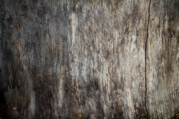 texture of bark wood use as natural background - Photo, Image