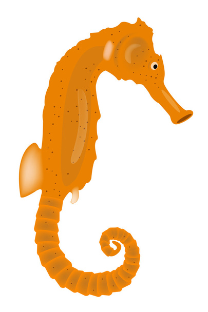 Beyaz arka planda turuncu deniz atı izole simgesi. Vektör çizim - Vektör, Görsel