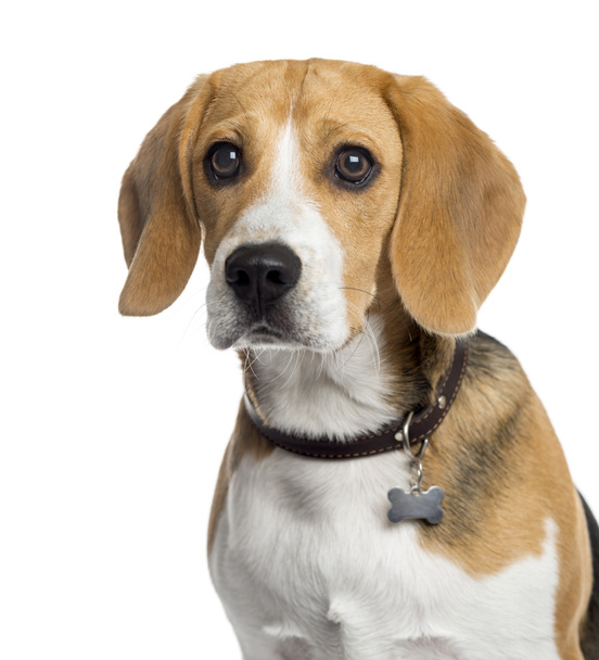 Beagle puppy isolated on white - Photo, Image