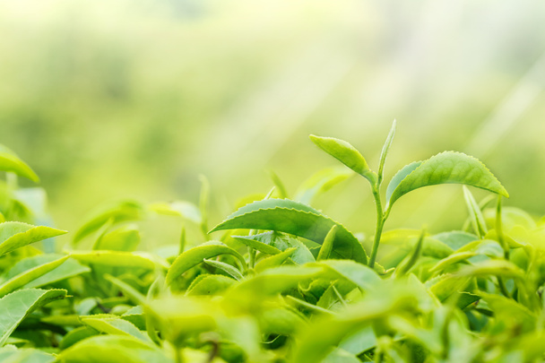bourgeon de thé vert et feuilles fraîches. Plantes de thé
. - Photo, image