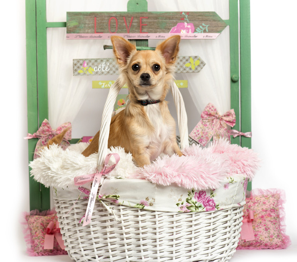 Chihuahua cachorro sentado frente a un fondo rústico
 - Foto, Imagen