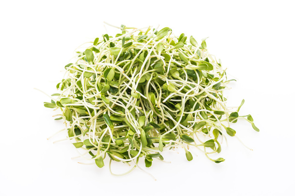 Young sunflower sprouts - Photo, Image