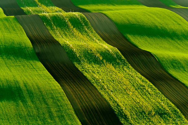 Zöld hullámos dombok Morvaország déli részén, Csezh Köztársaság - Fotó, kép