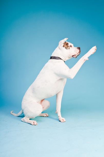 American bulldog white brown isolated on light blue background. Studio shot. - Foto, immagini