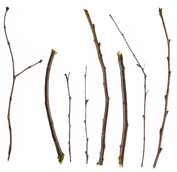 Collection of branches - Photo, Image