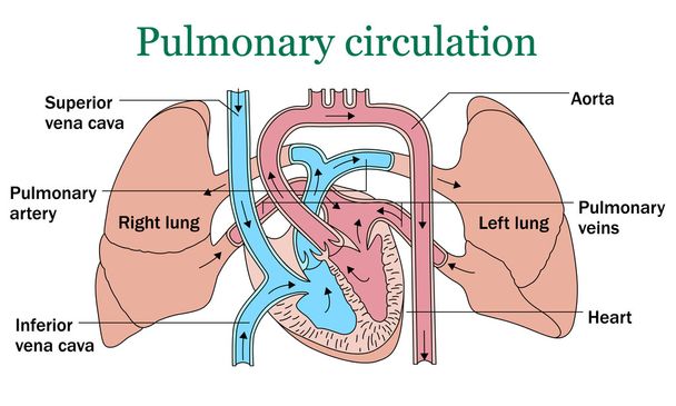 Πνευμονική κυκλοφορία διάνυσμα - Διάνυσμα, εικόνα
