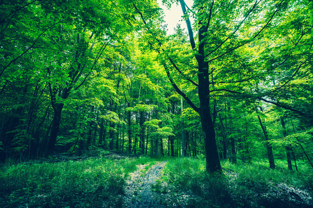 Шлях у зеленому лісі
 - Фото, зображення