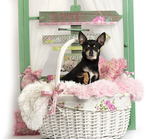 Chihuahua sentado frente a un fondo rústico
 - Foto, Imagen