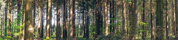 松の木の森のパノラマ風景 - 写真・画像