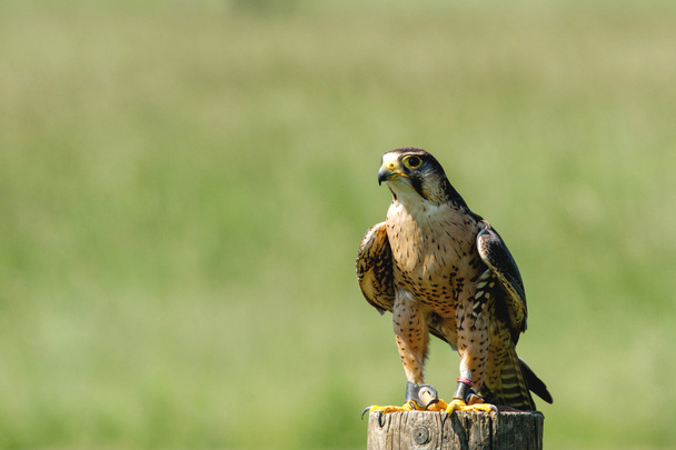Malé falcon na dřevěný - Fotografie, Obrázek