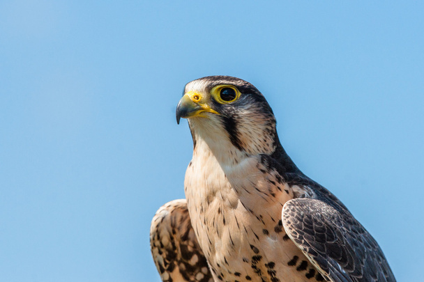 Kestrel falcon on blue background - Photo, Image