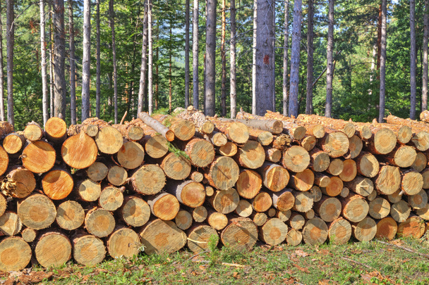 Fresh cut timber - Photo, Image