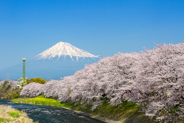 Las flores de Sakura y la montaña Fuji
 - Foto, Imagen
