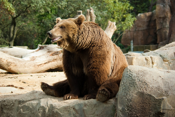 Смішні бурий ведмідь
 - Фото, зображення