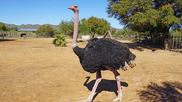 Rode Ostrich uit Kenia - Foto, afbeelding
