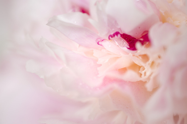 Fleurs pivoines roses - Photo, image