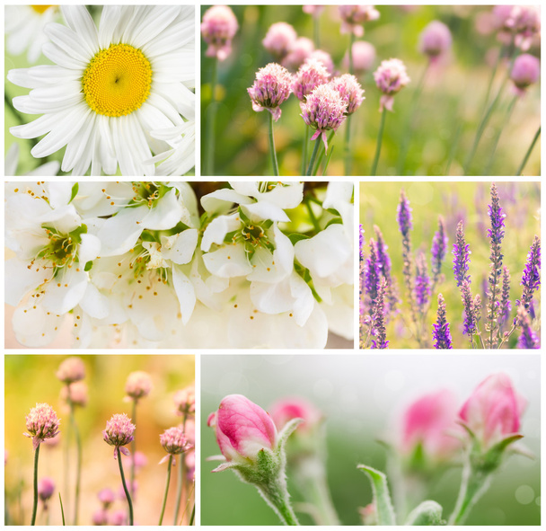 Koláž jarních květin - Fotografie, Obrázek