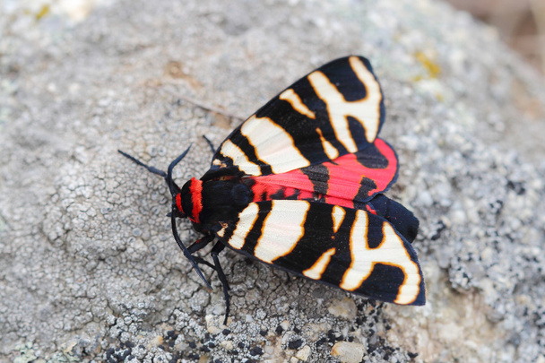 Female of Hebe Tiger Moth (Arctia festiva) - Photo, Image